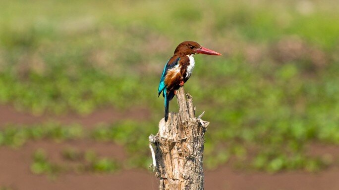 Bird Watching