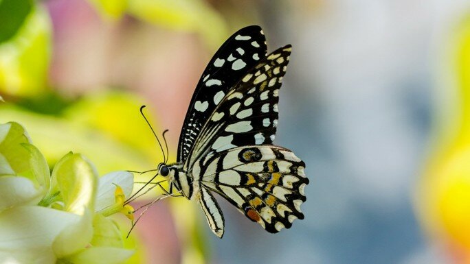 Butterfly Watching