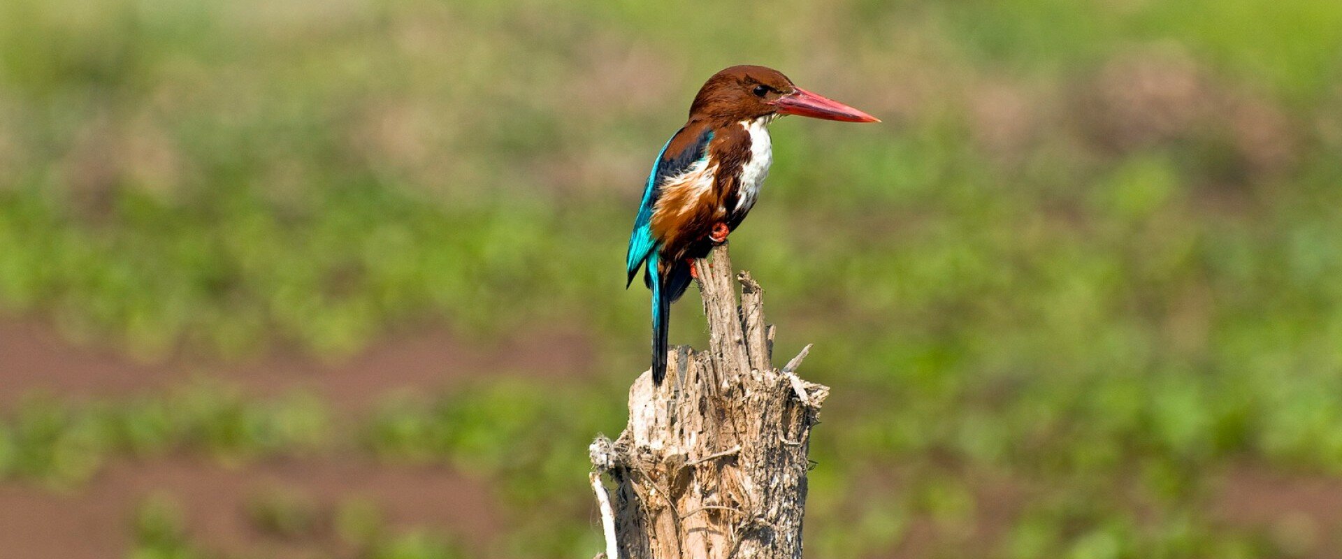 Bird Watching