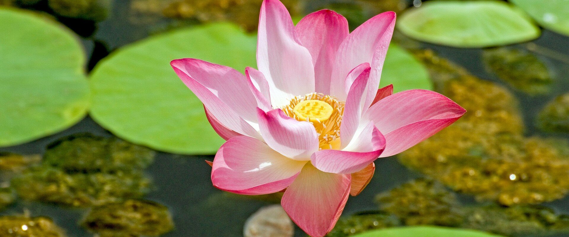 Ayurveda
