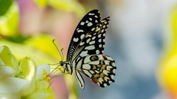 Butterfly Watching
