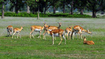 Park Entry Fees