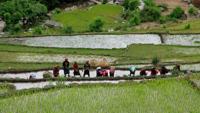 The local community planting rice in the terrace fields of Khaptad.