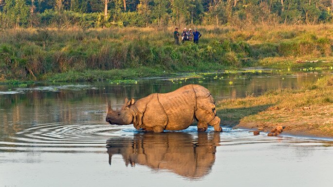 One-horned rhinoceros in Chitwan National Park