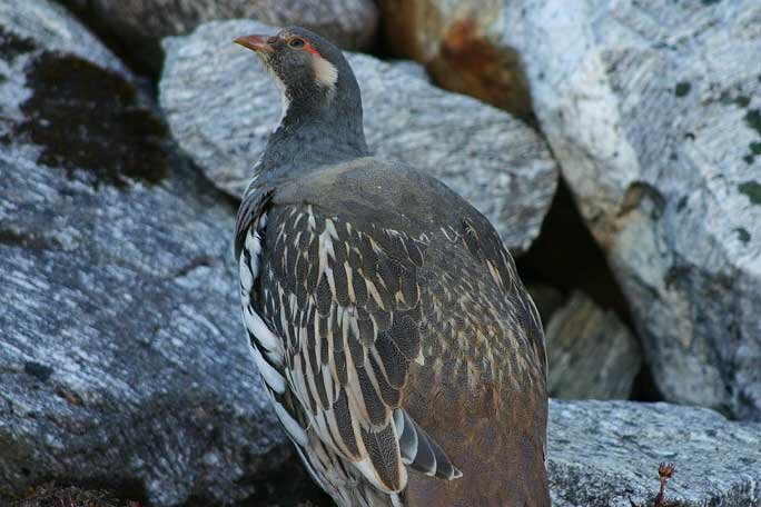 A native bird of the Himalayas seen in the Gokyo valley, Everest region, Nepal. 